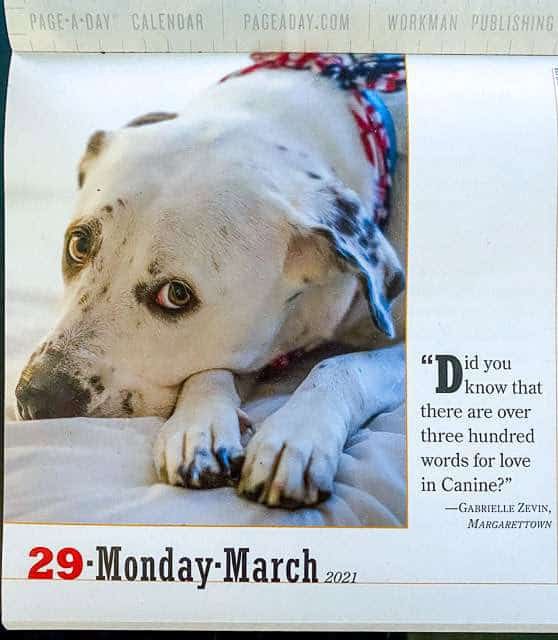 Eli, My dog. In his calendar of 2021 Eli, My dog. In his calendar of 2021