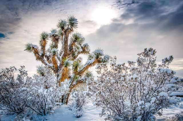 Snow of a Joshua Tree in Mojave Snow of a Joshua Tree in Mojave