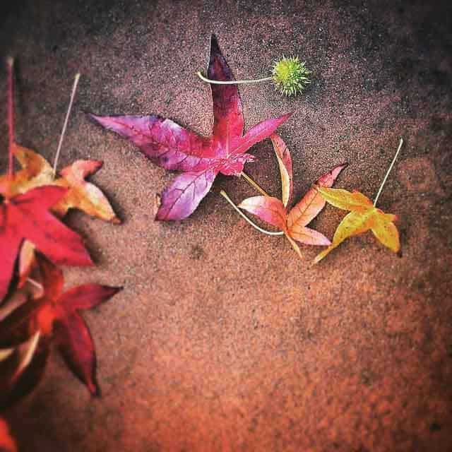Some Fall Colors. Some Fall Colors.